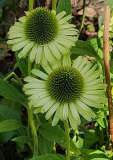 Ech Green Jewel September