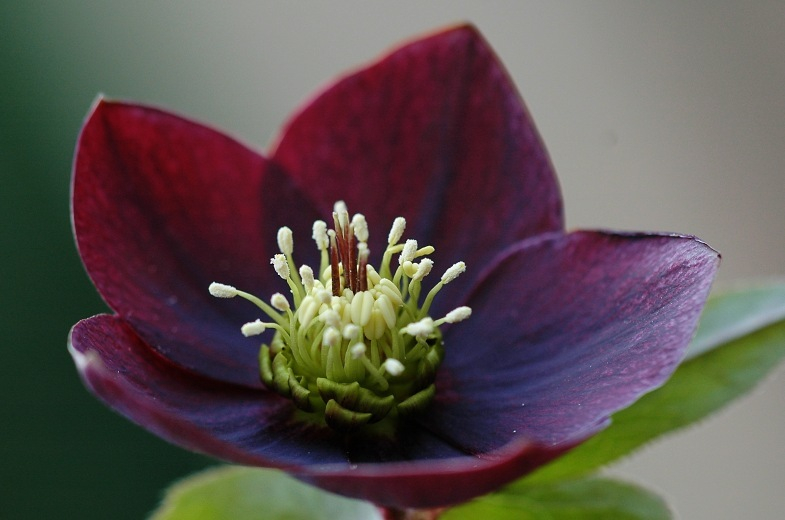 Helleborus 6