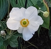 Weisse Herbstanemone