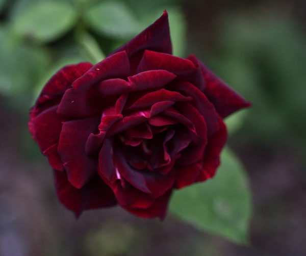 Rose Papa Meilland draußen