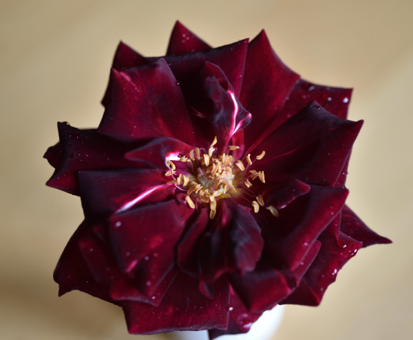 Rose Papa Meilland drinnen