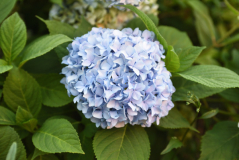 02 Hydrangea Nikko Blue Blüte Juli