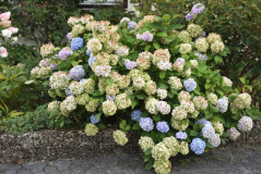 03 Hydrangea Nikko Blue August
