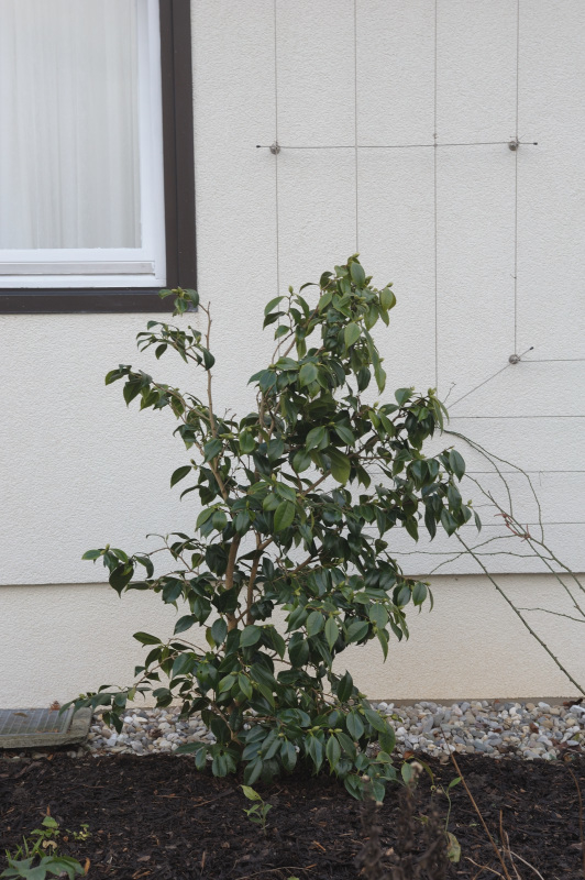Camellia Hagoromo 12-2014