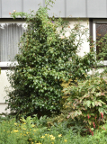 Camellia Hagoromo 09-2022