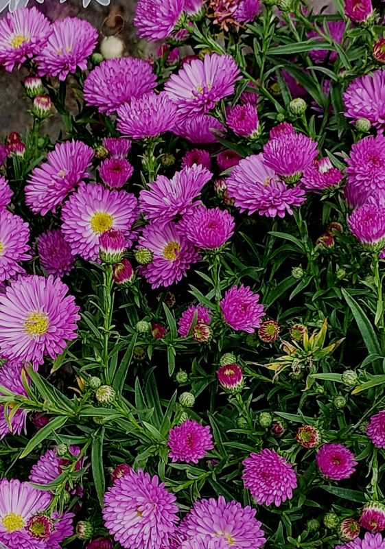 Aster pink