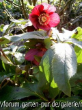 Gartenbilder