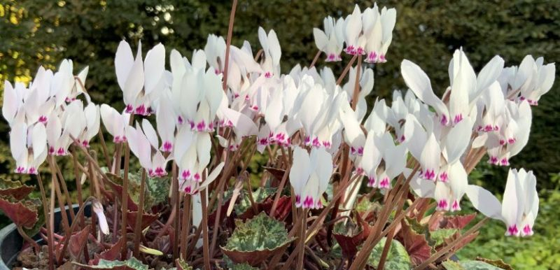 Cyclamen cyprium