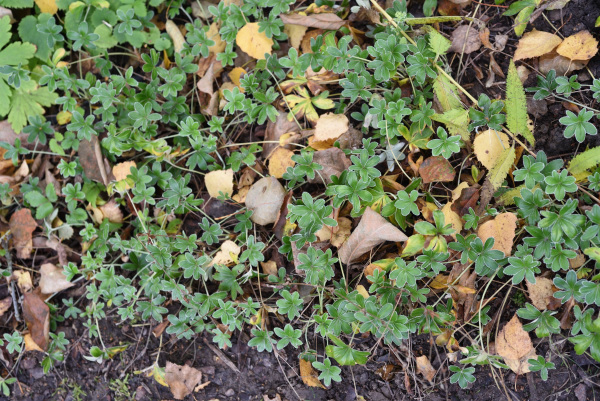 07 Alchemilla saxatilis
