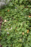 06 Campanula poscharskyana