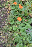 05 Geum coccineum 'Borisii'