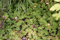 04 Tiarella cordifolia