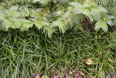 03 Liriope kansuensis