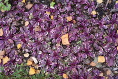 02 Ajuga reptans 'Burgundy Glow'