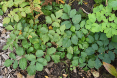 01-2 Astilbe chinensis pumila Neuwuchs