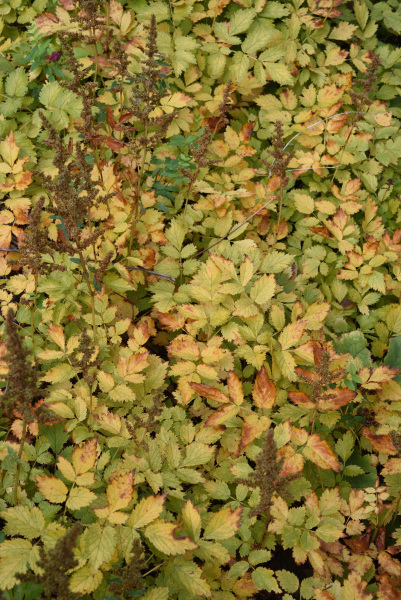 01-1 Astilbe chinensis pumila herbstelt