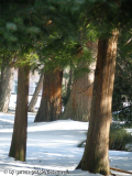 cryptomeria japonica