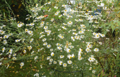 Aster unbekannt 01