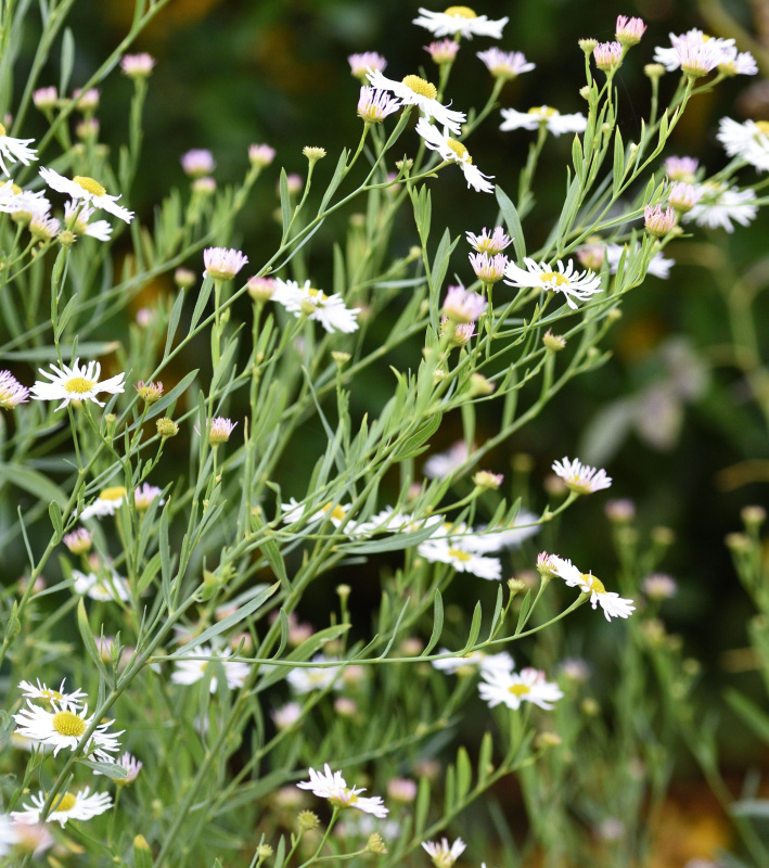 Aster unbekannt 02