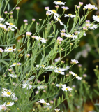 Aster unbekannt 02