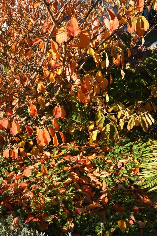 Hamamelis 'Pallida' Herbst
