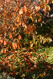 Hamamelis 'Pallida' Herbst