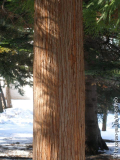 cryptomeria japonica stamm nahe