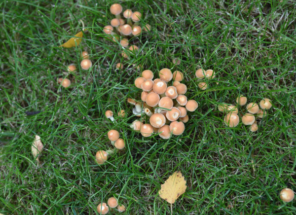 Wiesenpilze 