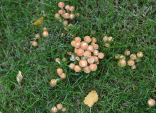 Wiesenpilze 