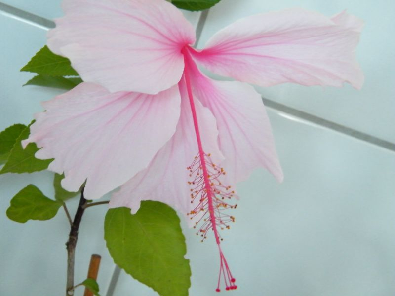 Hibiscus albo-lacinatus