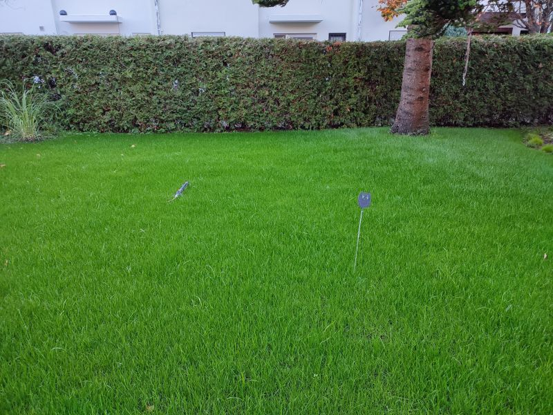 Rasen neu