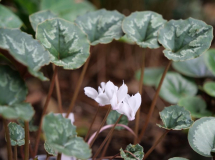 Cyclamen mirabile 