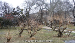 HBV Campsis radicans geschnitten