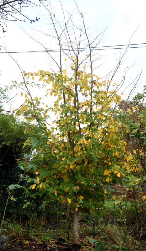 Parrotia November