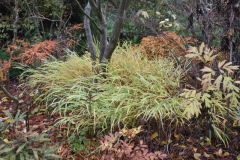 Hakonechloa 'Aureola'
