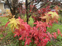 katsura