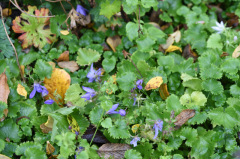 Campanula poscharskyana 'Blauranke' und 'Silberregen'
