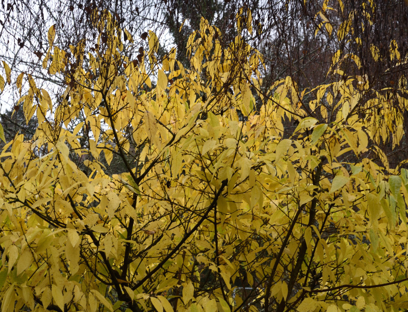 Chimonanthus praecox