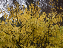 Chimonanthus praecox
