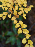 Nothofagus antarctica