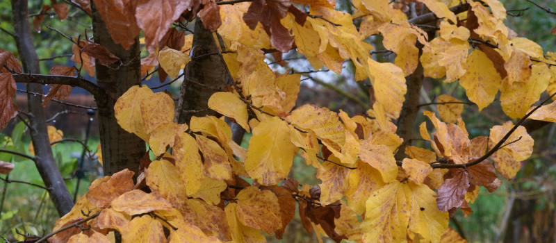 Parrotia persica