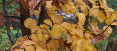 Parrotia persica