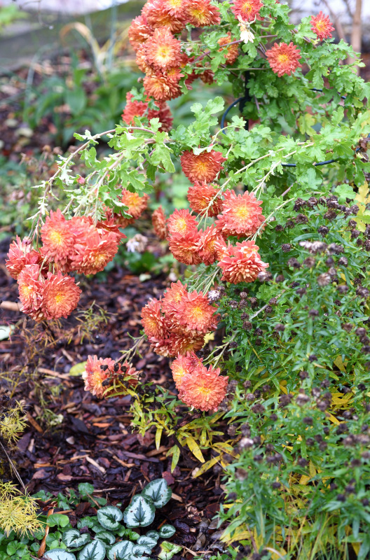 Chrysantheme rot