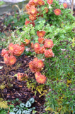 Chrysantheme rot