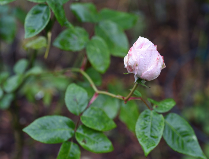Rose 'Souvenir de la Malmaison'