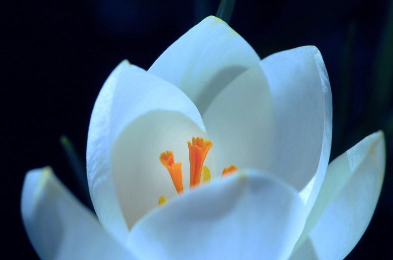 Krokus 2