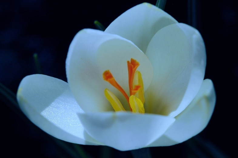 Krokus 3