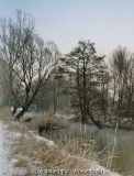 alnus glutinosa, schwarzerlen im winter