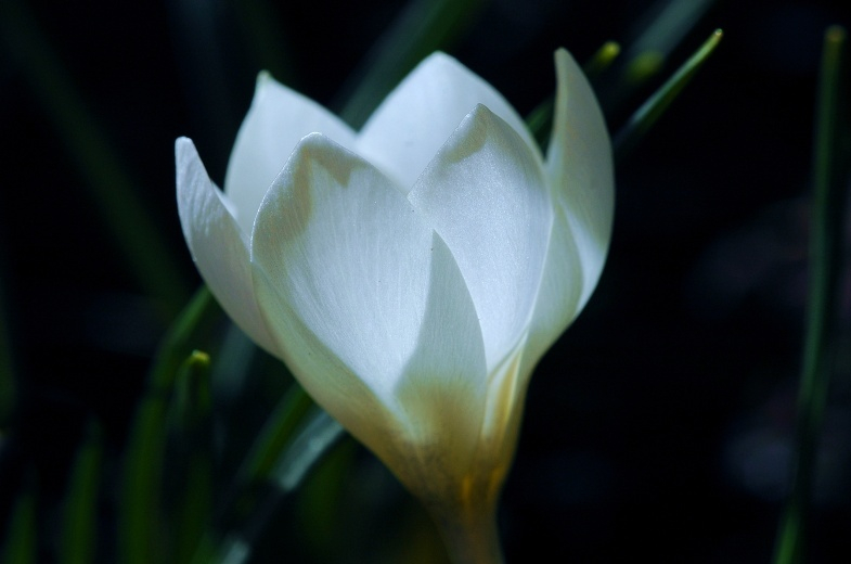 Krokus 6