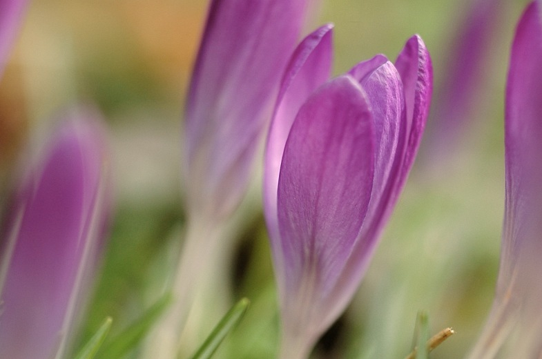 Krokus 1
